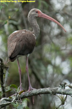 immature ibis